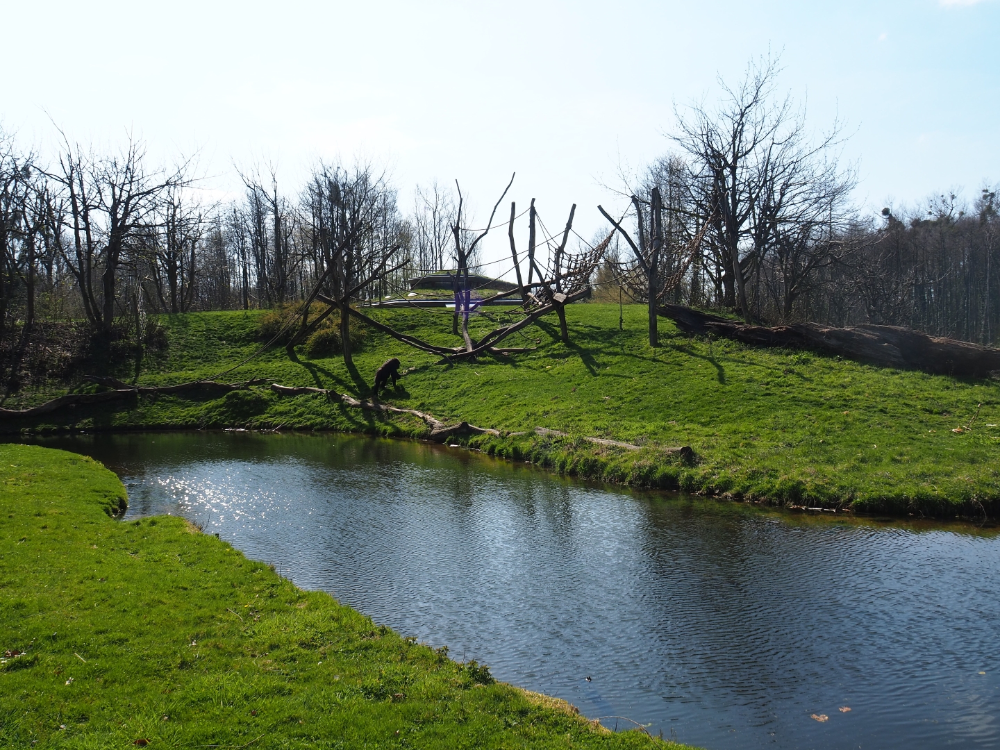 Western lowland gorilla and black-breasted mangabey, 2019-03-30