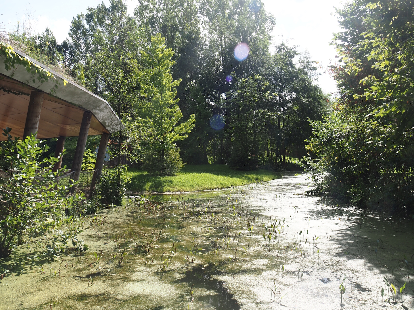 Western lowland gorilla and Black crested mangabey house with visitor gallery and part of new mountain bongo exhibit, 2024-08-21