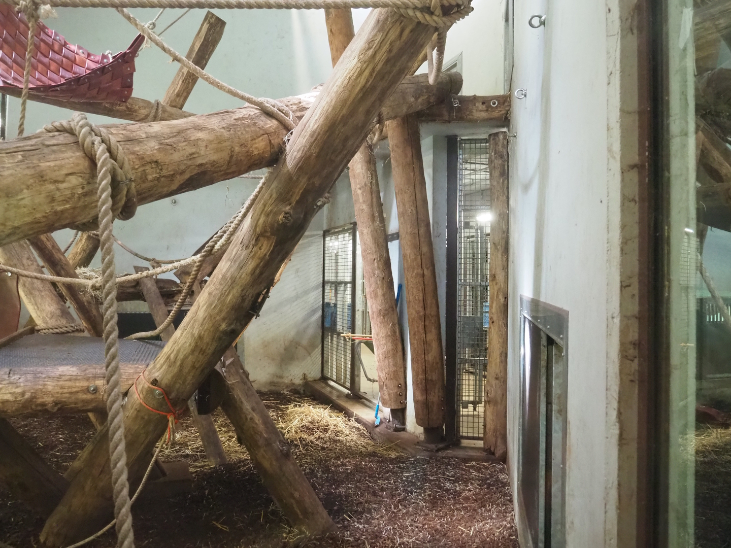 Western lowland gorilla and Black crested mangabey indoor exhibit, 2022-08-20