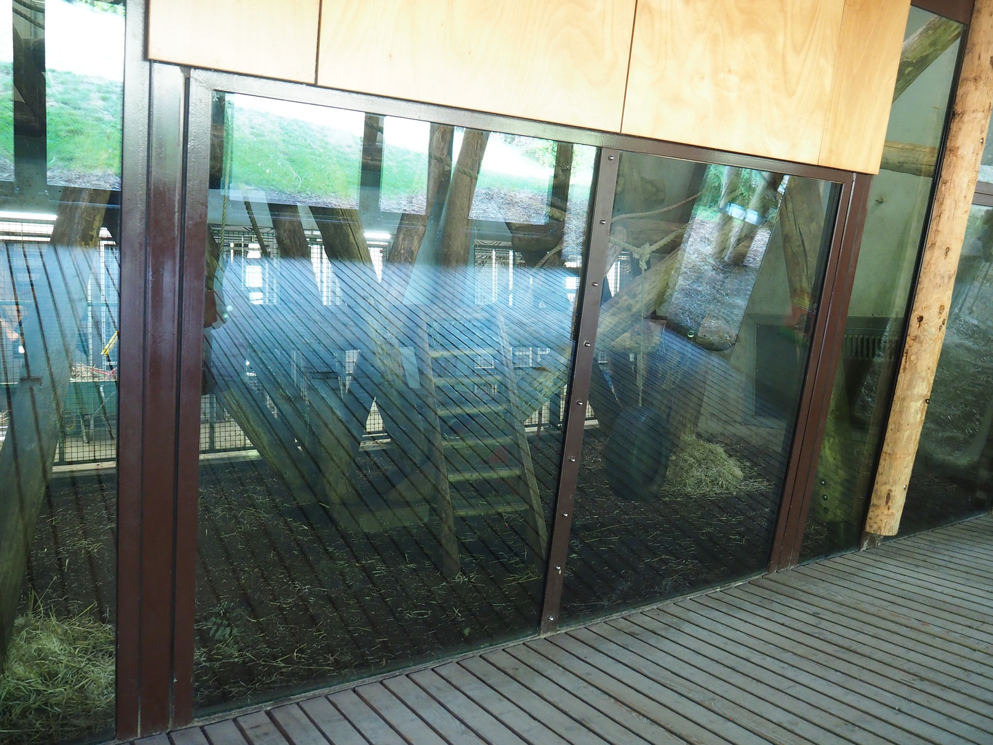 Western lowland gorilla and Black crested mangabey indoor exhibit, 2022-08-20