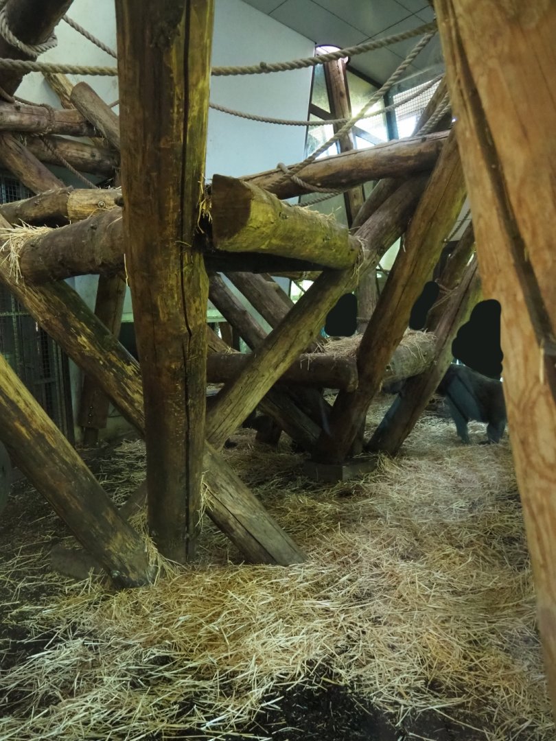 Western lowland gorilla and black-crested mangabey indoor housing, 2019-03-30
