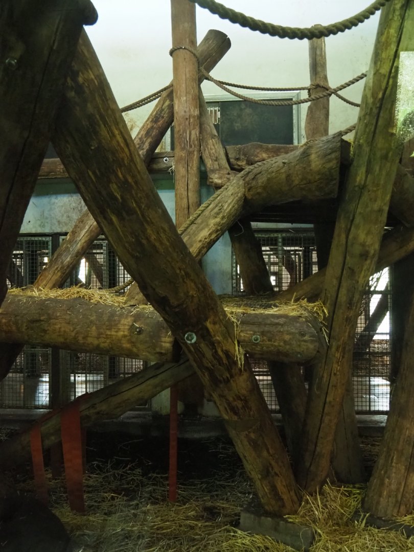 Western lowland gorilla and black-crested mangabey indoor housing, 2019-03-30
