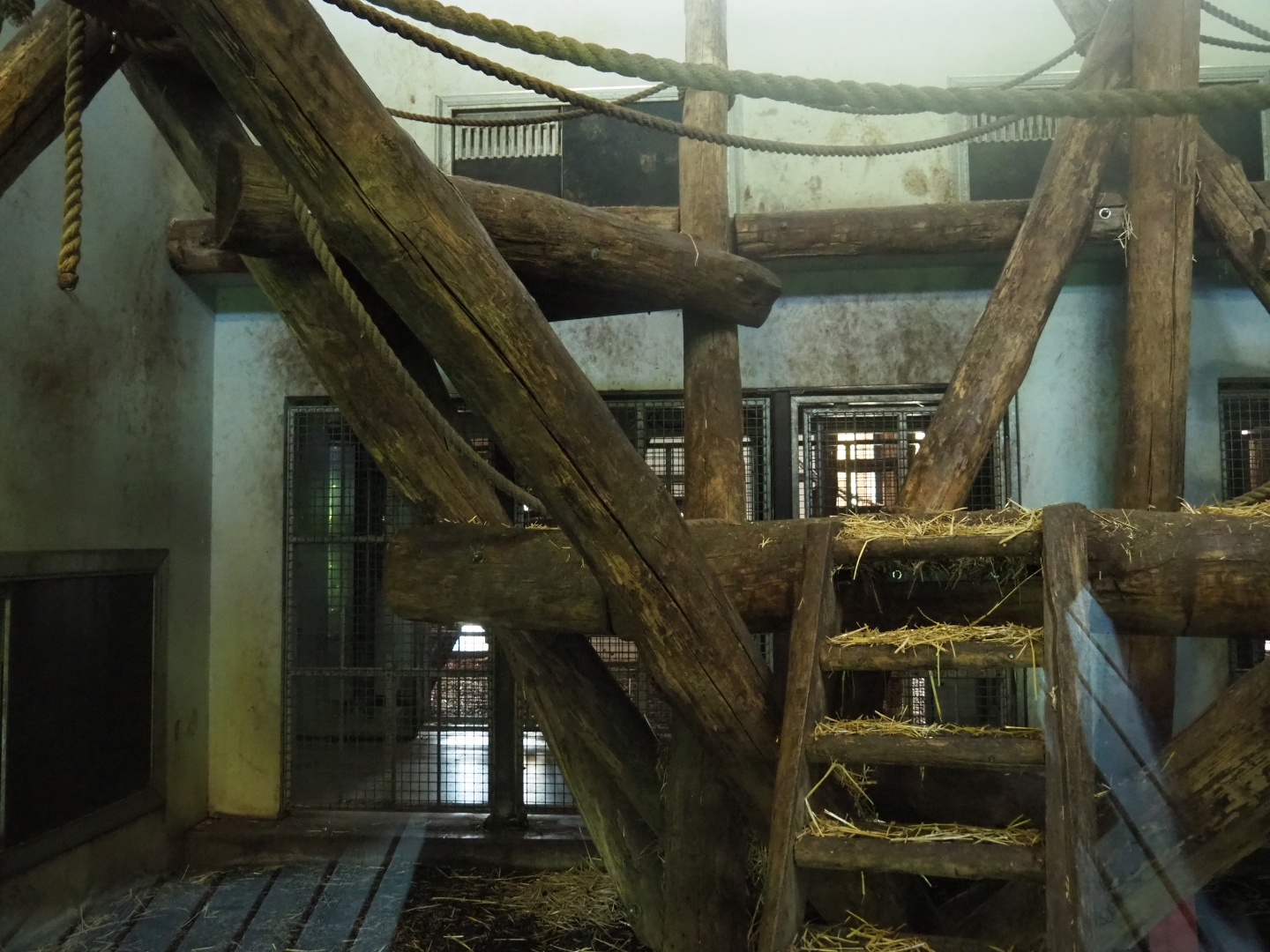 Western lowland gorilla and black-crested mangabey indoor housing, 2019-03-30