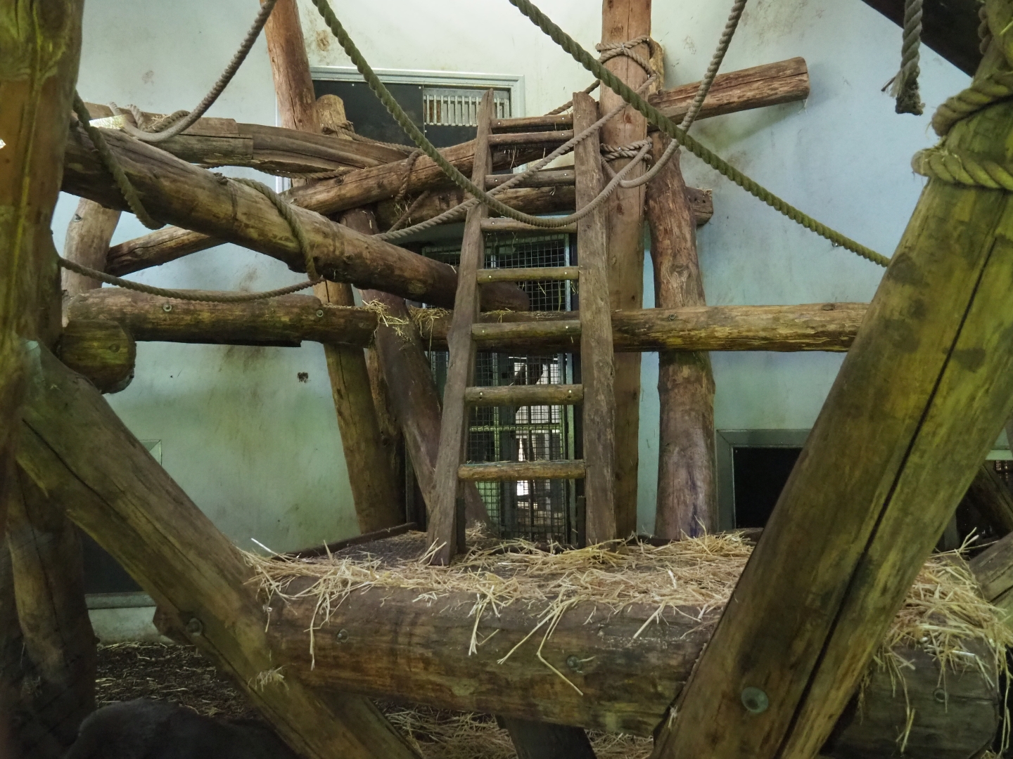 Western lowland gorilla and black-crested mangabey indoor housing, 2019-03-30