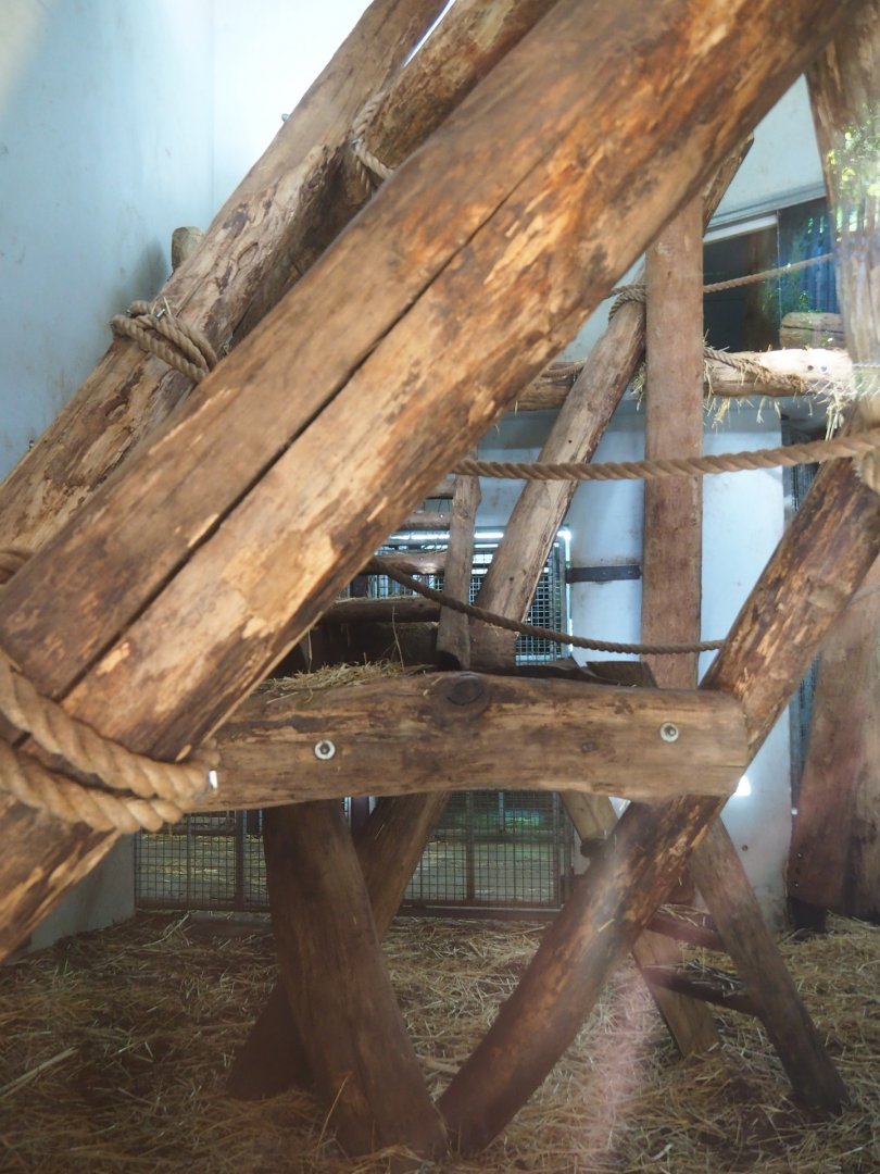 Western lowland gorilla and Black crested mangabey indoor housing (Oct 13th, 2018)