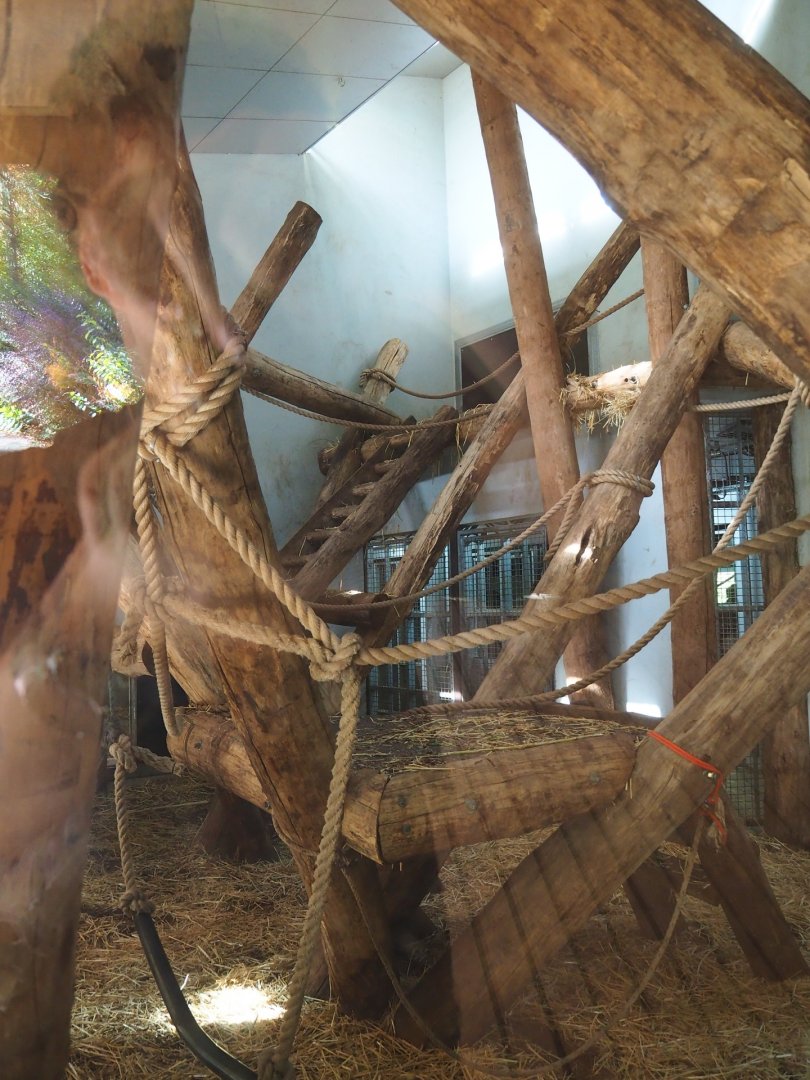 Western lowland gorilla and Black crested mangabey indoor housing (Oct 13th, 2018)