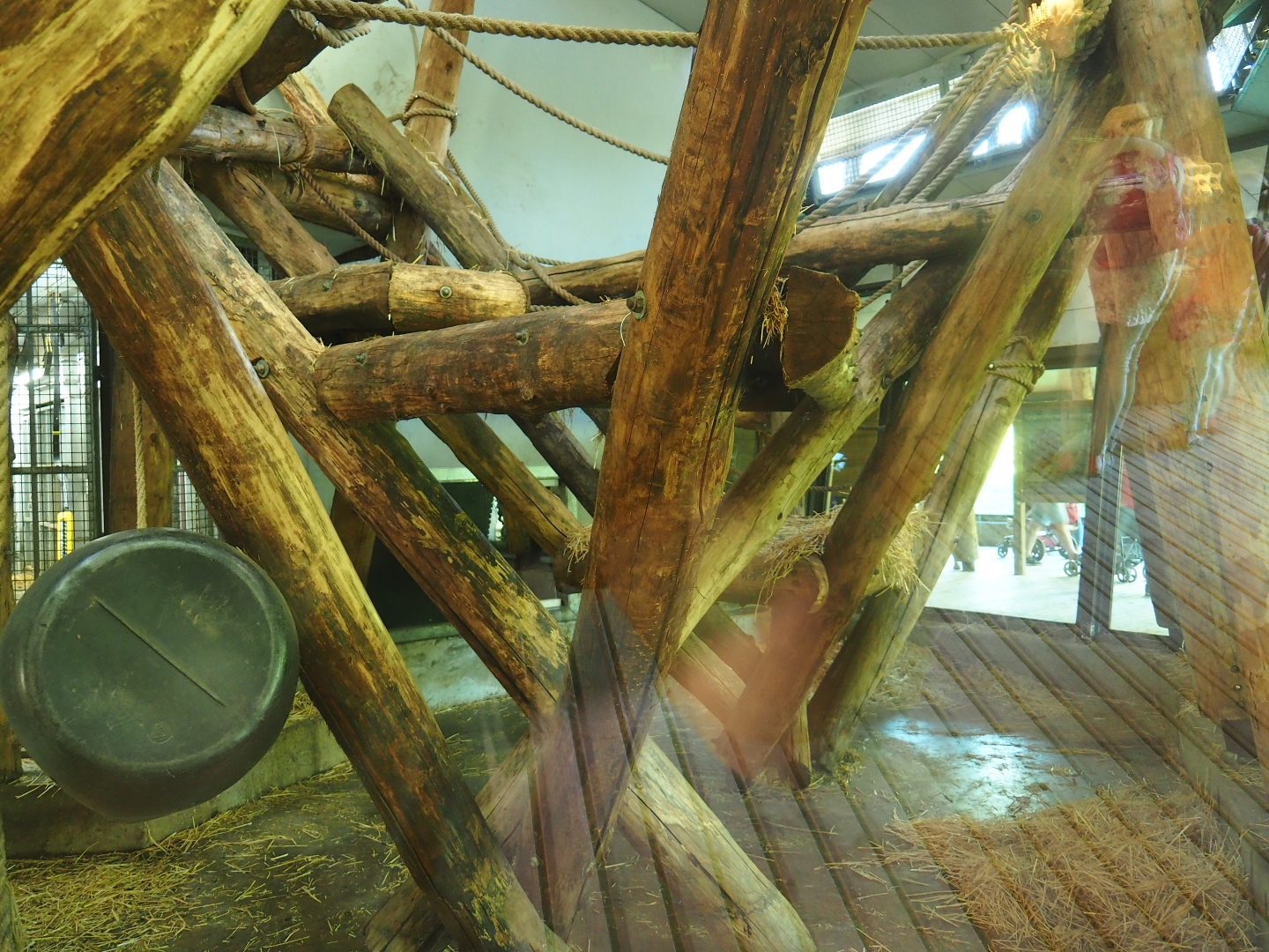 Western lowland gorilla and Black crested mangabey indoor housing (Oct 13th, 2018)