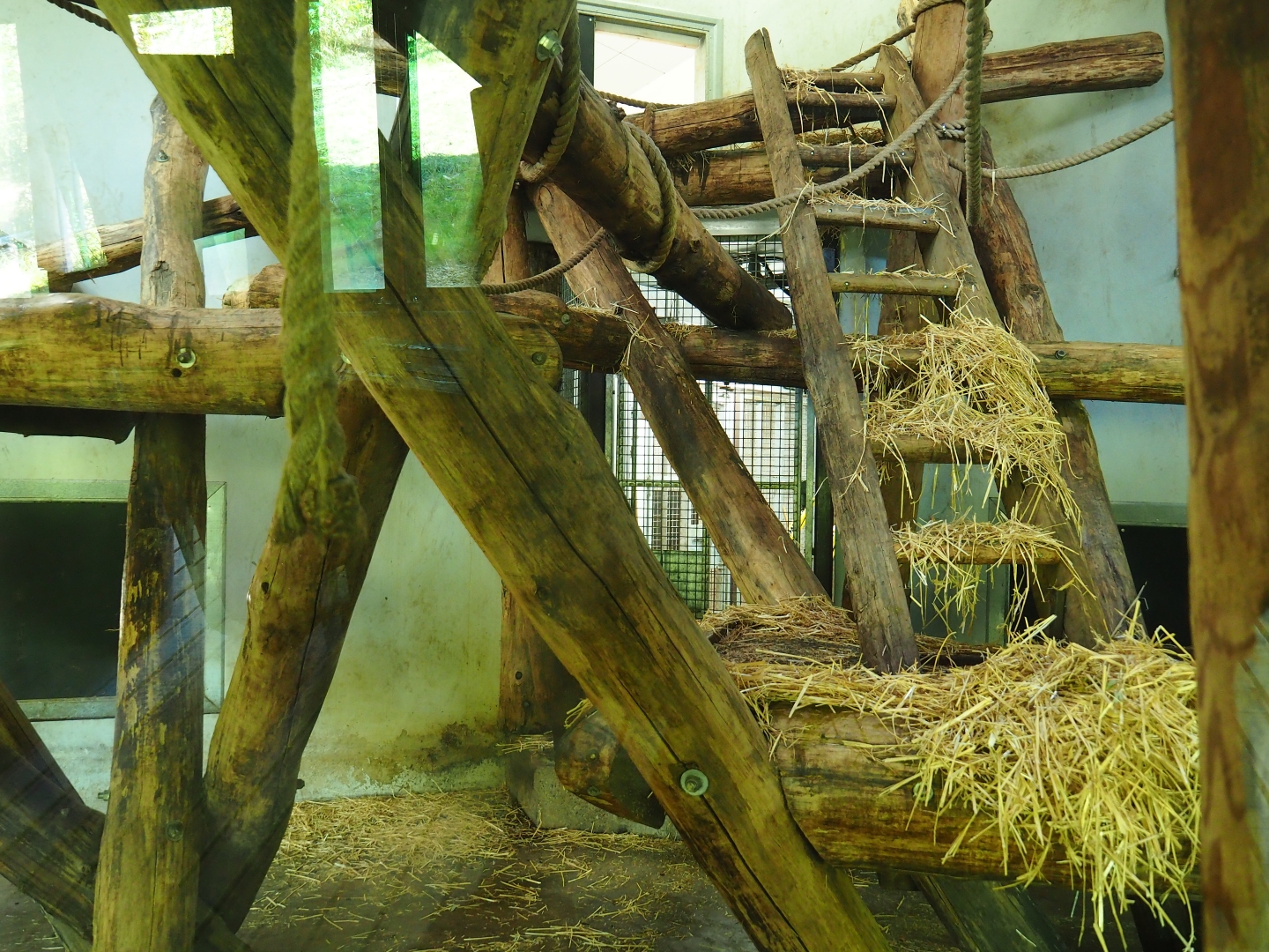 Western lowland gorilla and Black crested mangabey indoor housing (Oct 13th, 2018)
