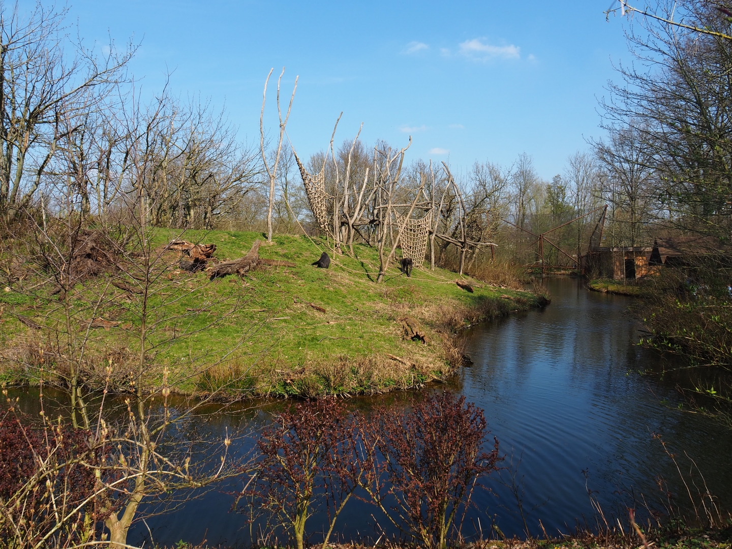 Western lowland gorilla and black-crested mangabey island, 2019-03-30