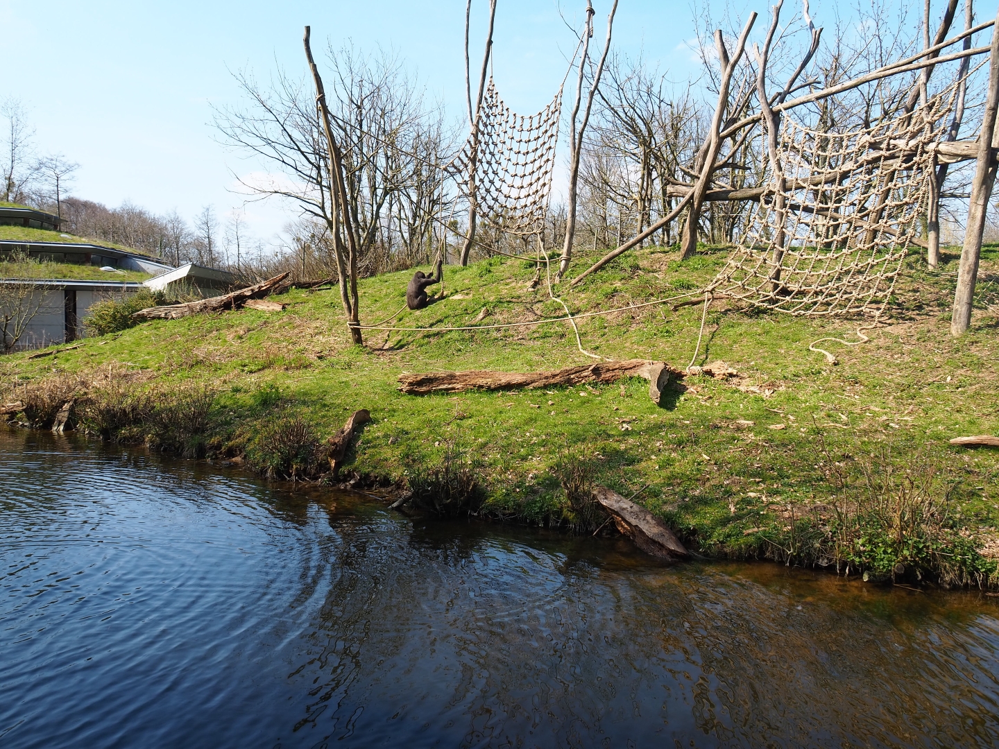 Western lowland gorilla and black-crested mangabey island, 2019-03-30