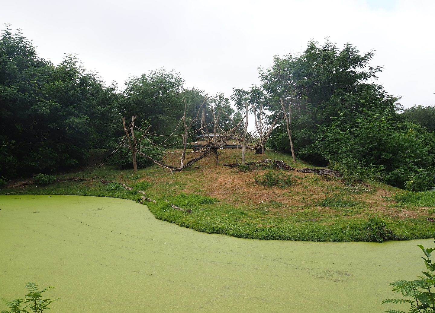 Western lowland gorilla and Black crested mangabey island, 2022-08-20