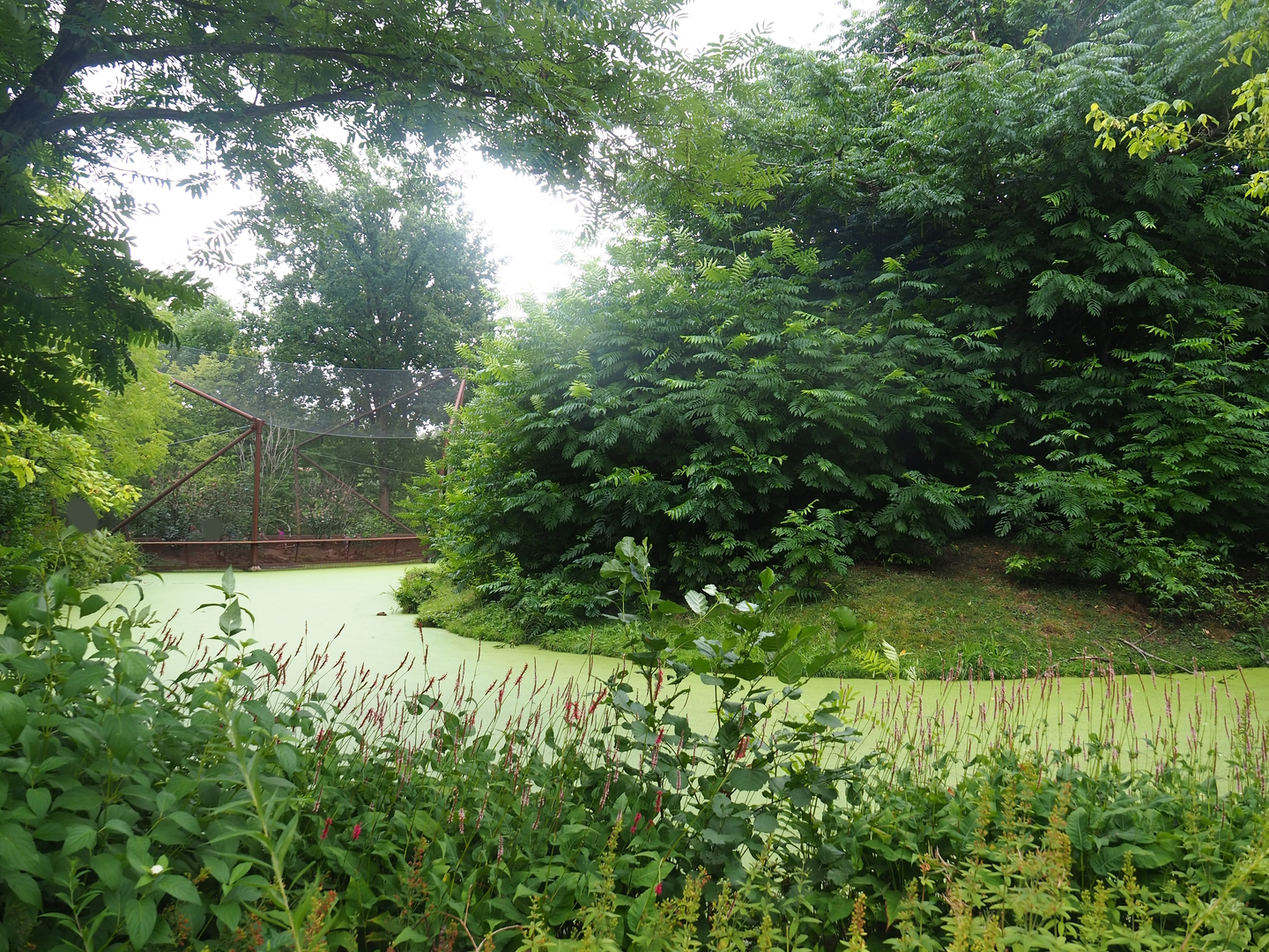 Western lowland gorilla and Black crested mangabey island, 2022-08-20