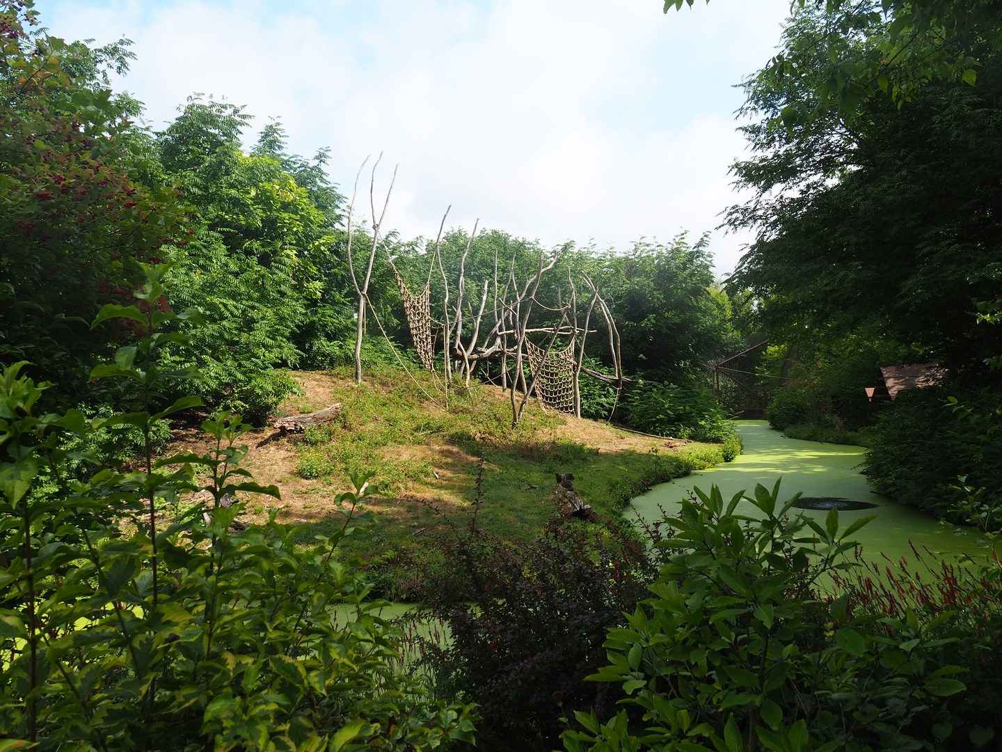 Western lowland gorilla and Black crested mangabey island, 2022-08-20