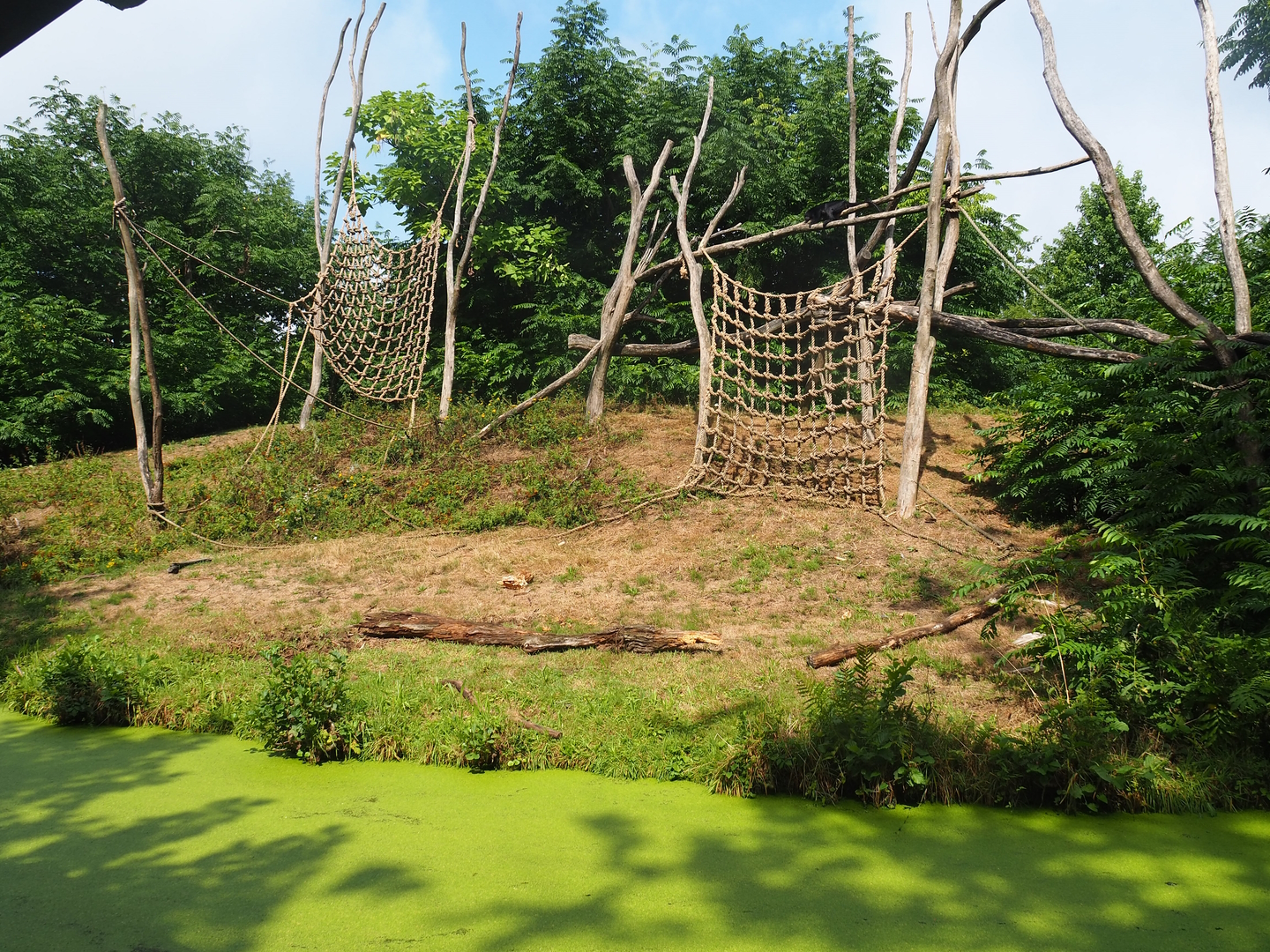 Western lowland gorilla and Black crested mangabey island, 2022-08-20