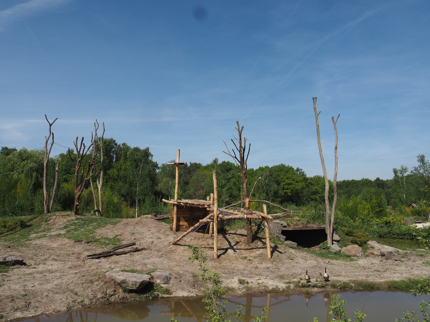 Western lowland gorilla and Black crested mangabey island, 2025-04-30