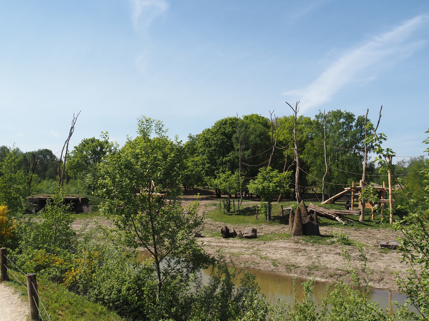 Western lowland gorilla and Black crested mangabey island, 2025-04-30