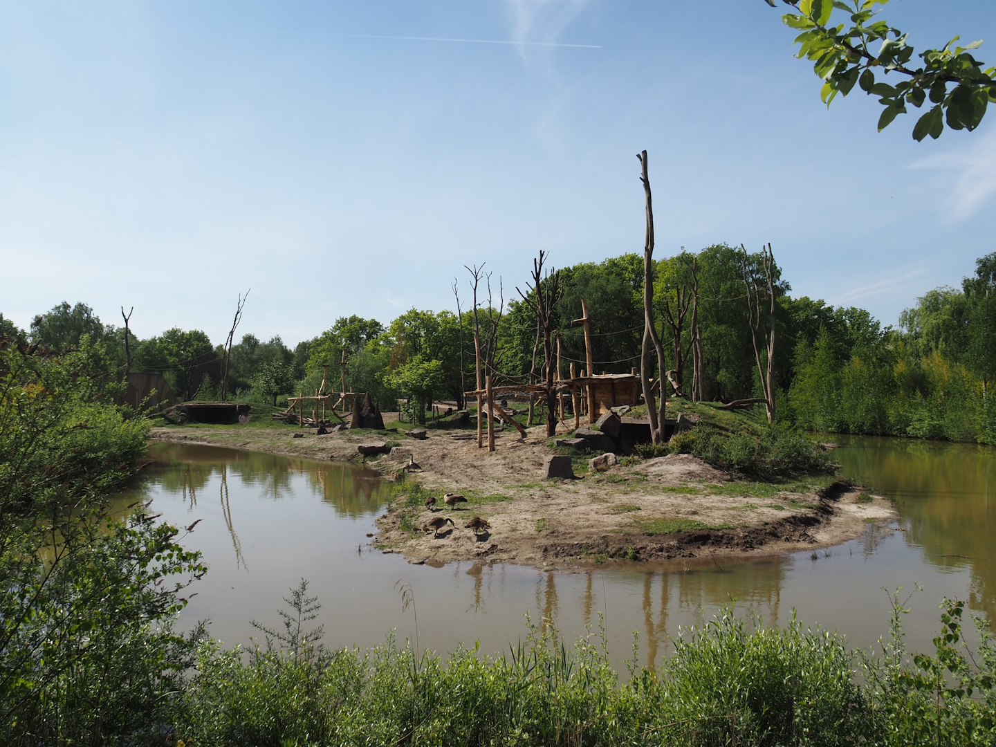 Western lowland gorilla and Black crested mangabey island, 2025-04-30