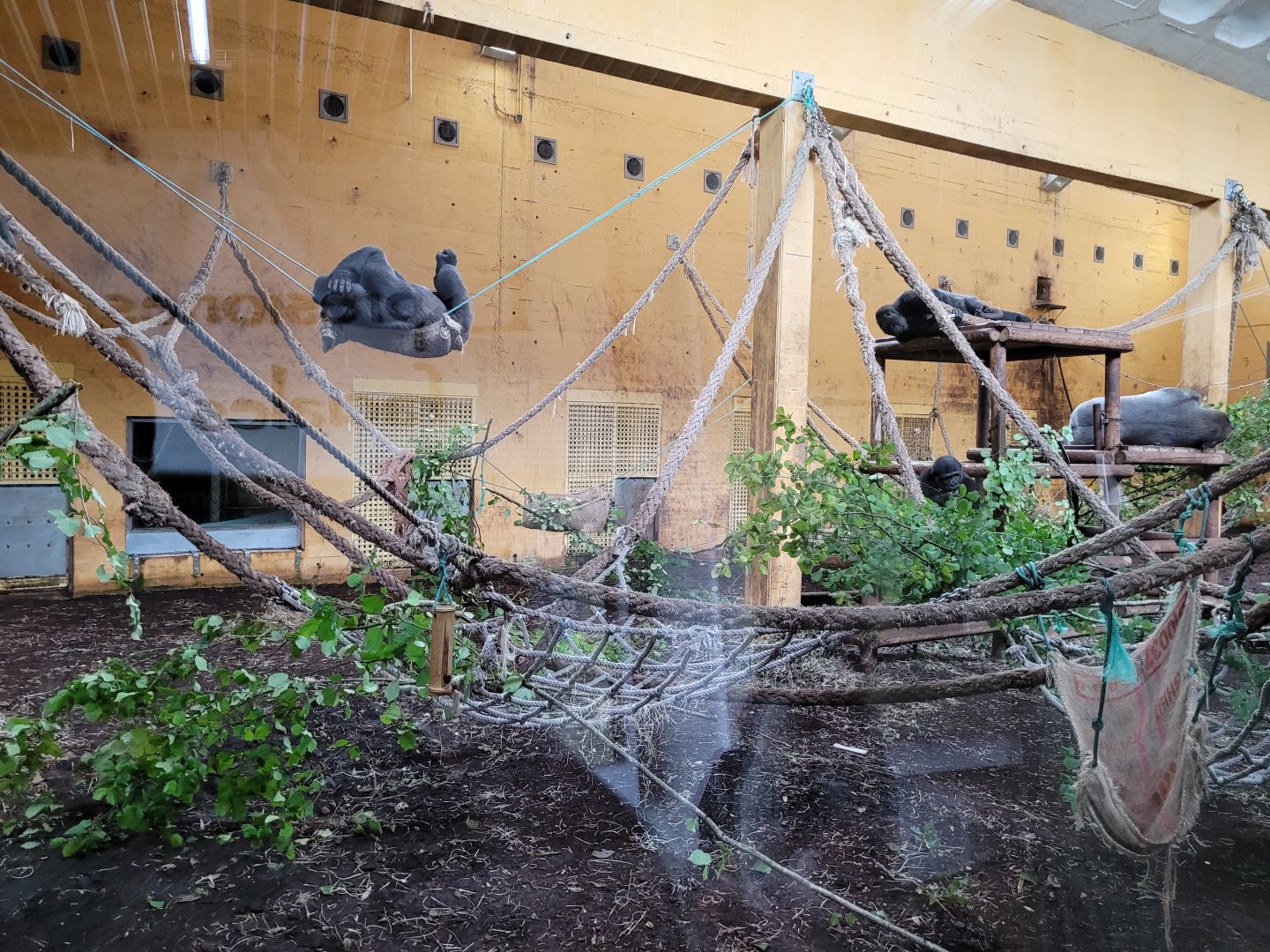 Western lowland gorilla and DeBrazza's monkey exhibit -Parque de la Naturaleza de Cabárceno (2022)