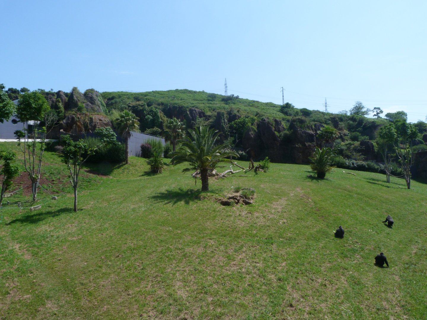 Western lowland gorilla and DeBrazza's monkey exhibit -Parque de la Naturaleza de Cabárceno (2025)