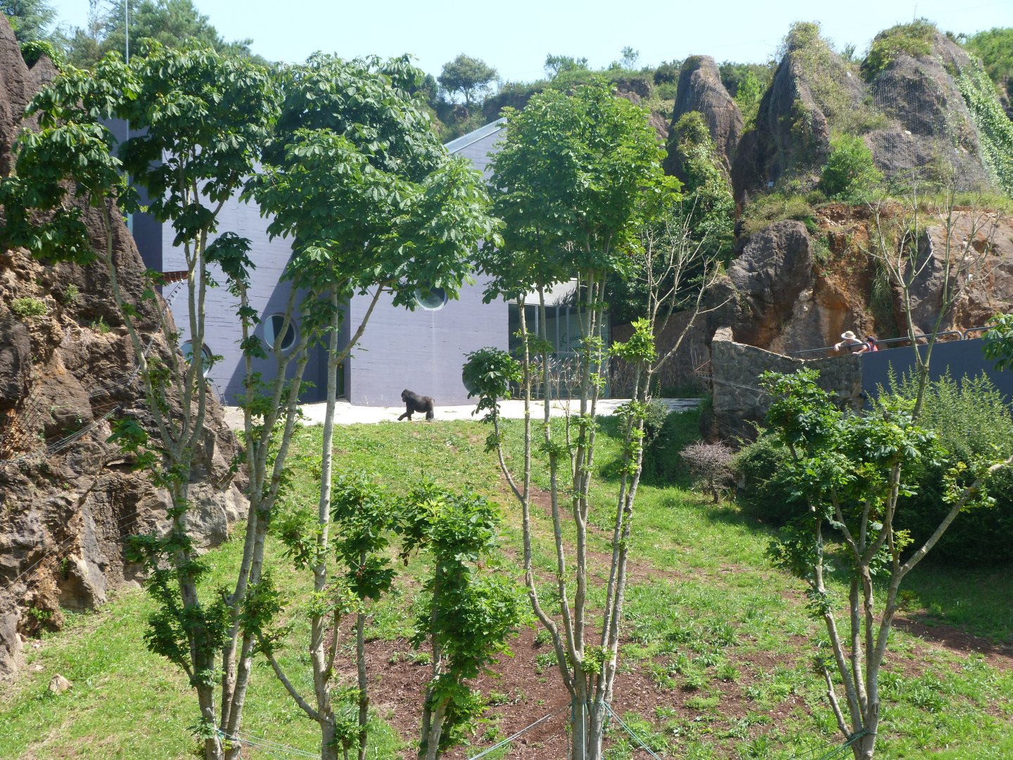 Western lowland gorilla and DeBrazza's monkey exhibit -Parque de la Naturaleza de Cabárceno (2025)