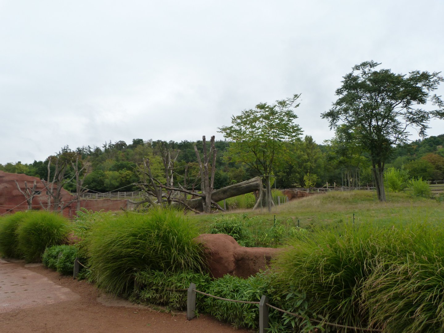 Western lowland gorilla and Kikuyu guereza exhibit -Zoo Praha (2025)