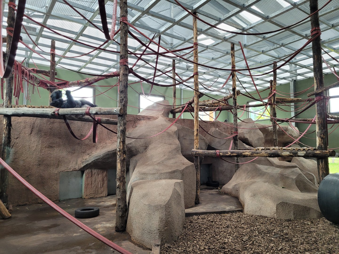 Western lowland gorilla and Kikuyu guereza indoors exhibit -Zoo du bassin d'Arcachon (2024)
