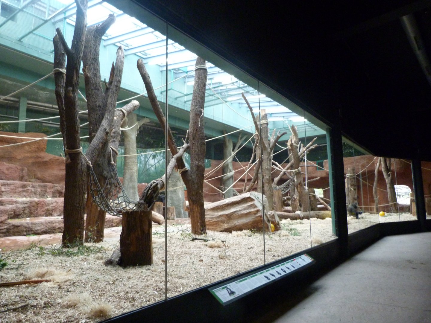 Western lowland gorilla and Kikuyu guereza indoors exhibit -Zoo Praha (2025)