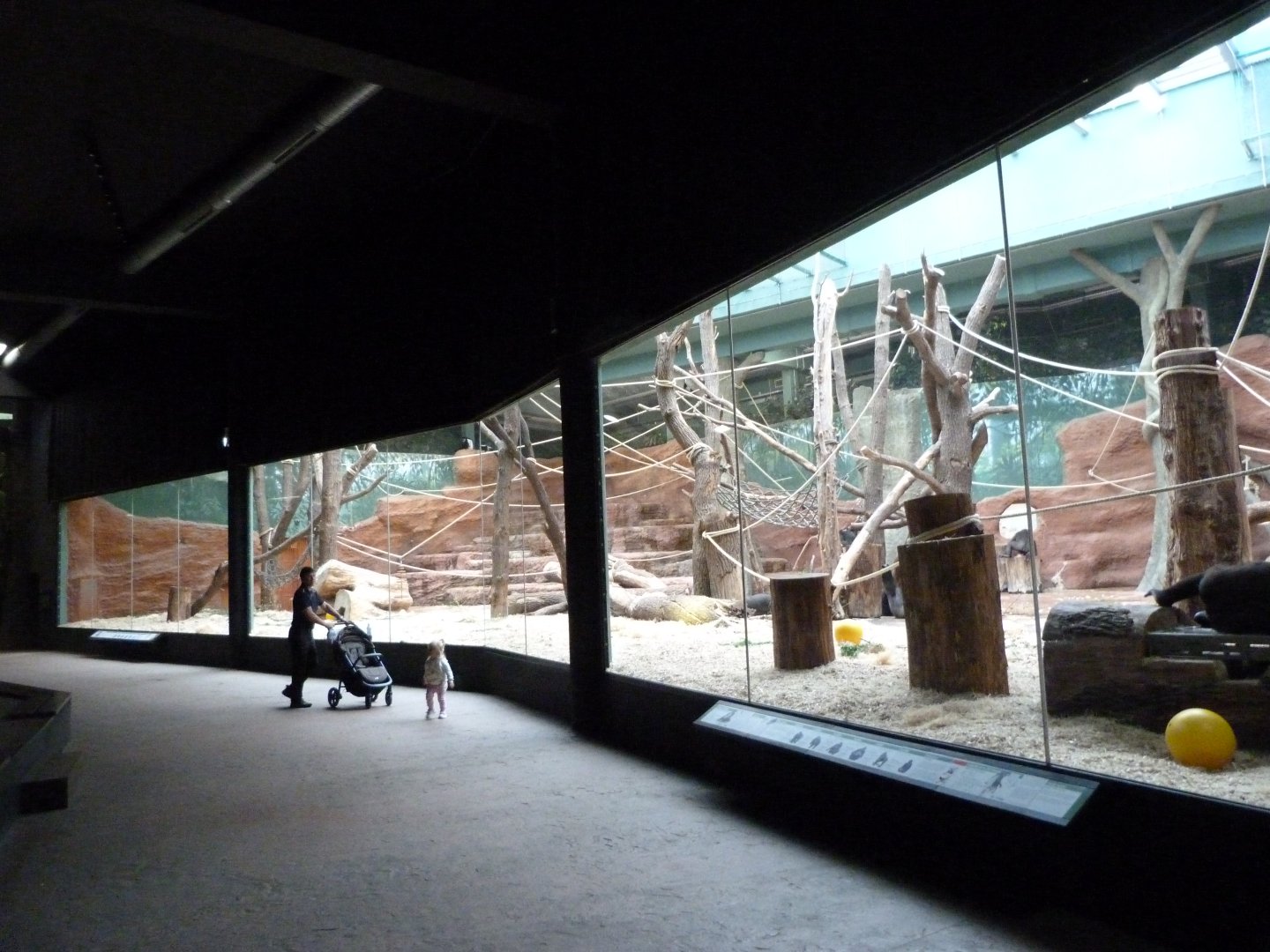 Western lowland gorilla and Kikuyu guereza indoors exhibit -Zoo Praha (2025)