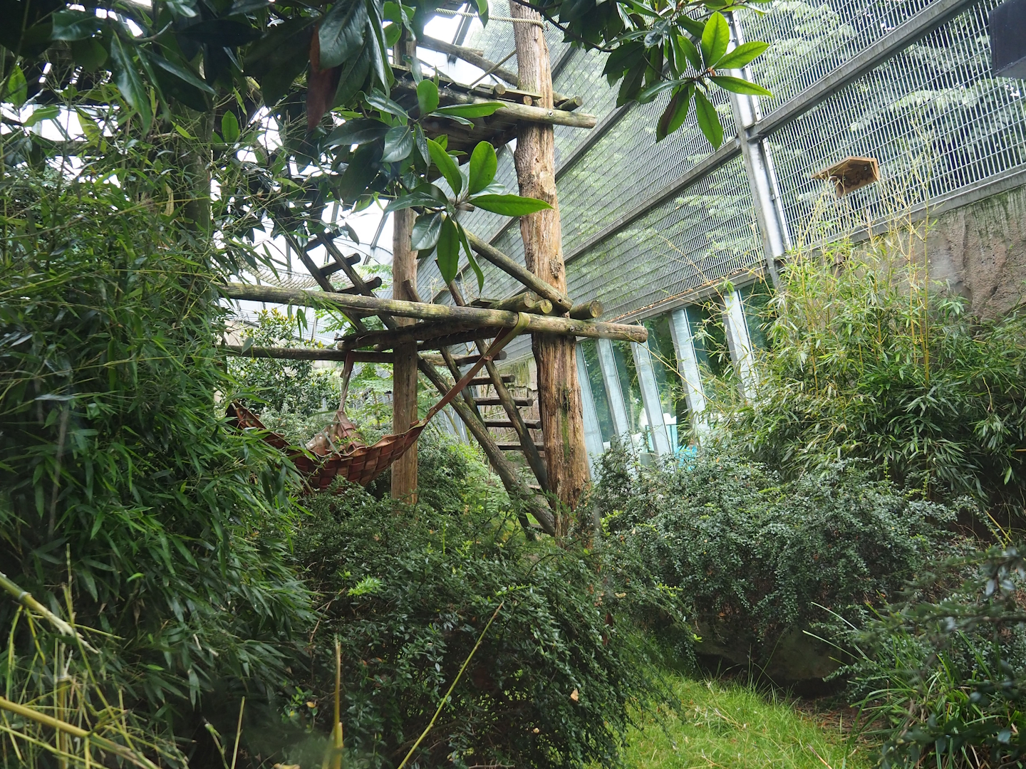 Western lowland gorilla and King colobus outdoor exhibit, 2023-08-17