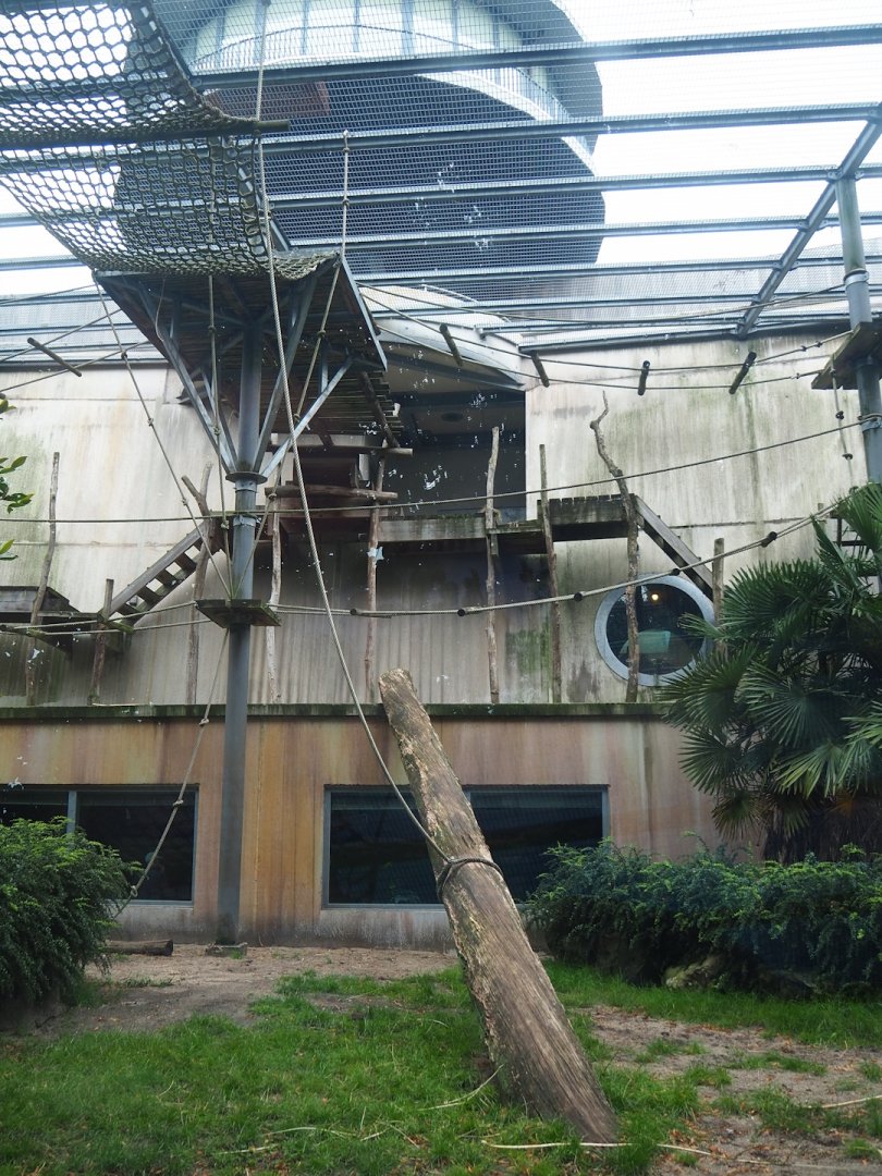 Western lowland gorilla and King colobus outdoor exhibit, 2023-08-17