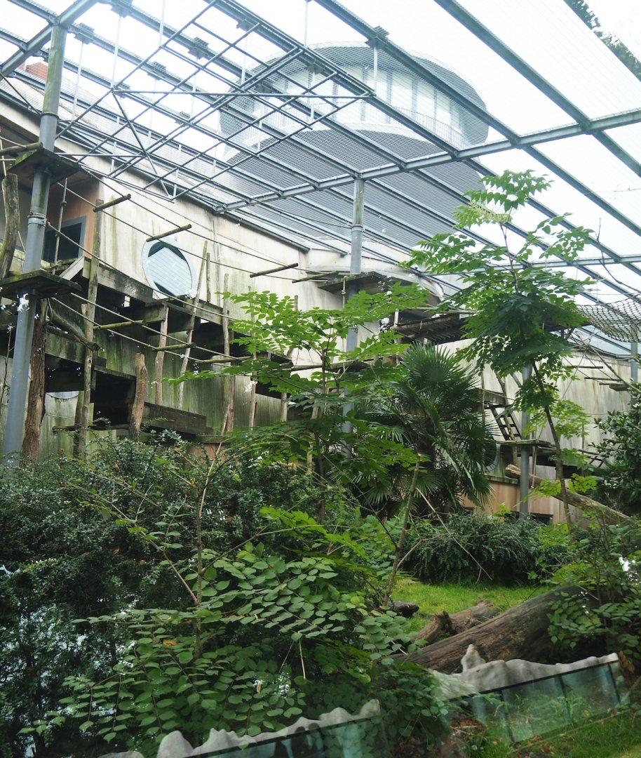 Western lowland gorilla and King colobus outdoor exhibit, 2023-08-17