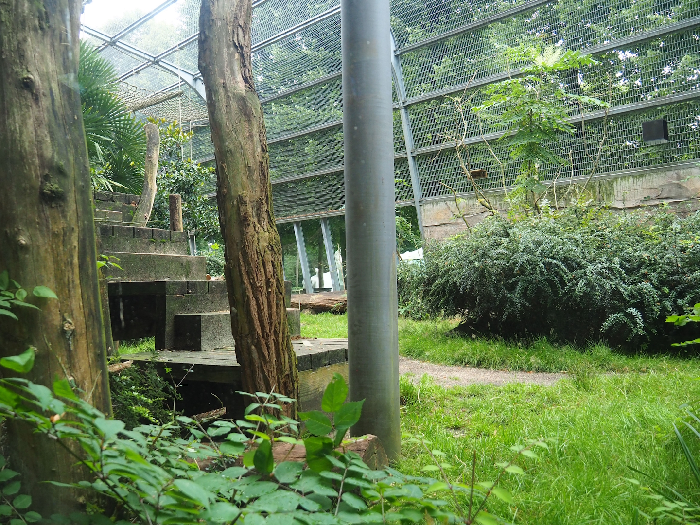 Western lowland gorilla and King colobus outdoor exhibit, seen from inside the gorilla building, 2023-08-17