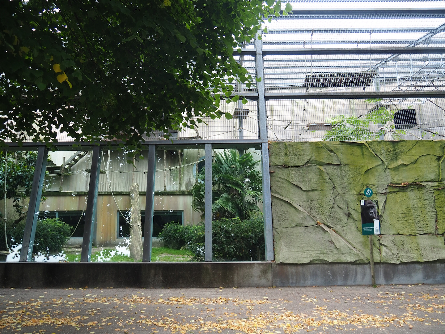 Western lowland gorilla and King colobus outdoor viewing windows, 2023-08-17