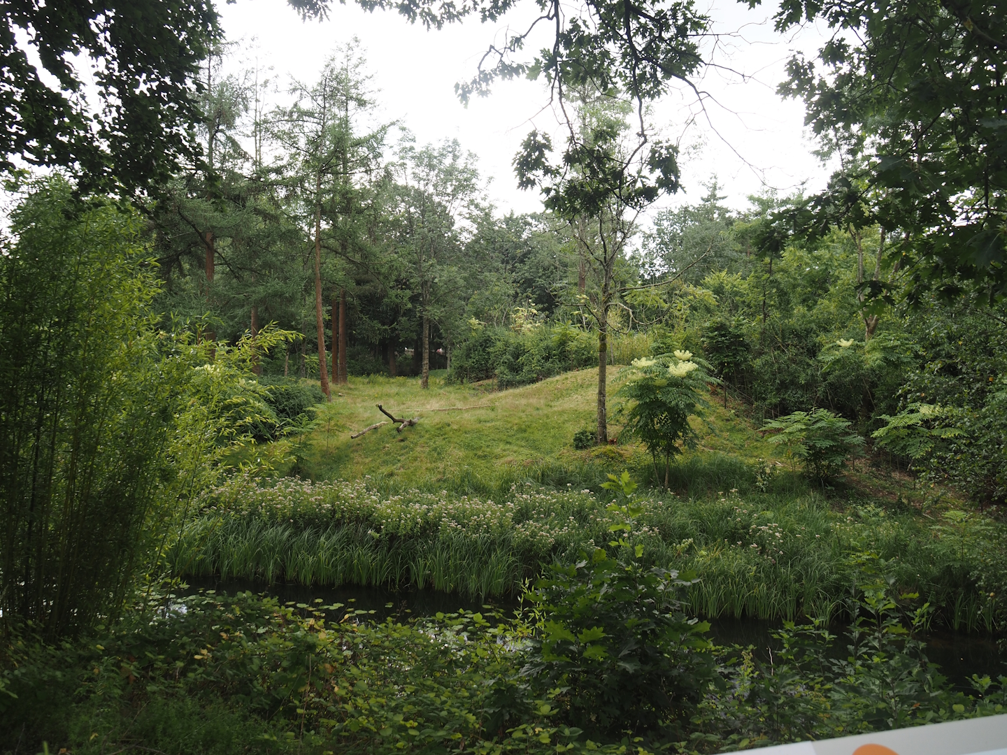 Western lowland gorilla and L'Hoëst's guenon island, 2024-08-18