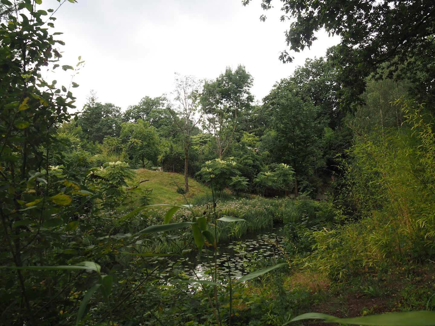 Western lowland gorilla and L'Hoëst's guenon island, 2024-08-18