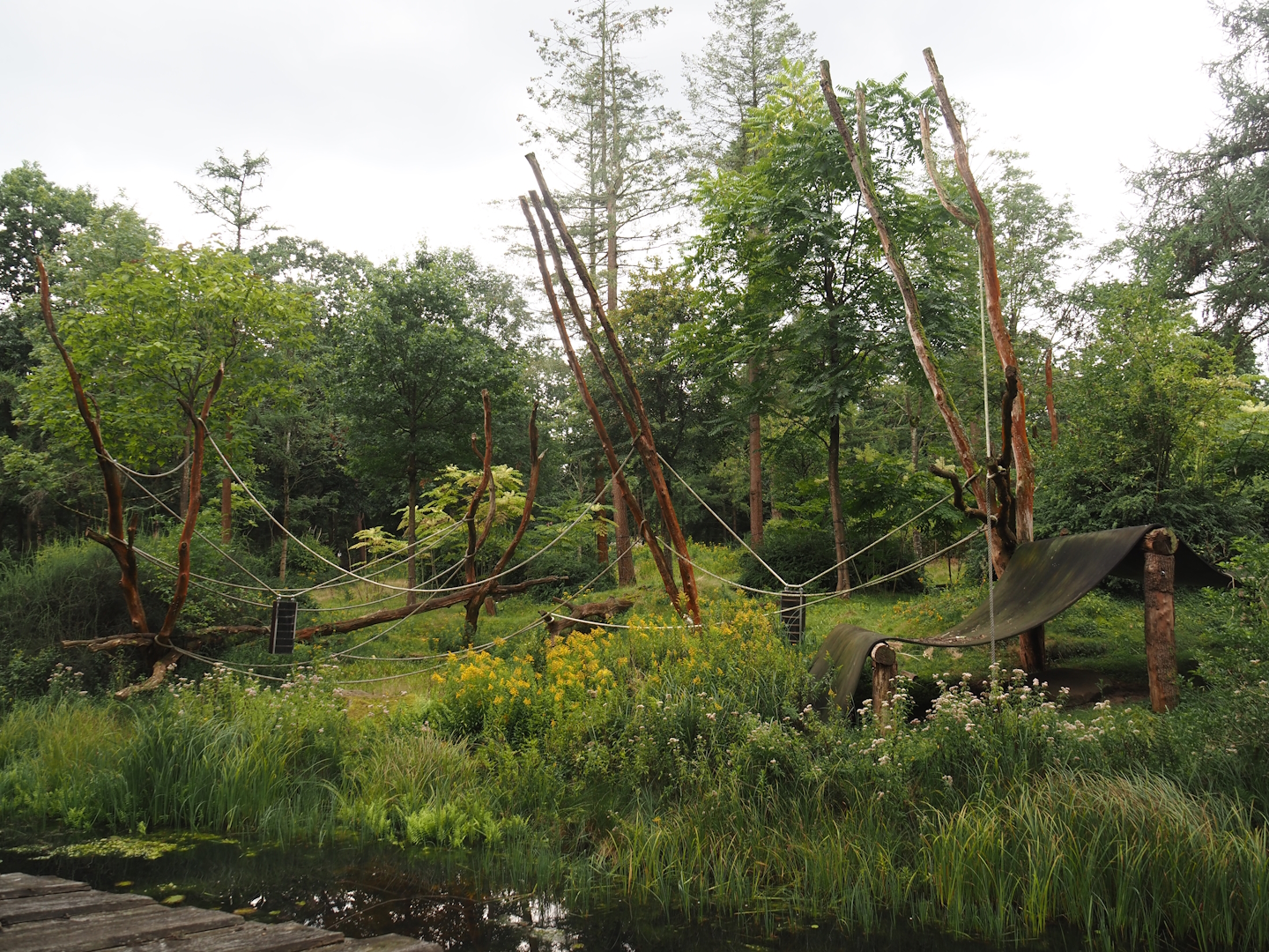 Western lowland gorilla and L'Hoëst's guenon island, 2024-08-18