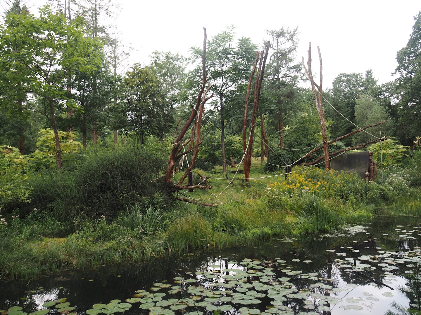 Western lowland gorilla and L'Hoëst's guenon island, 2024-08-18