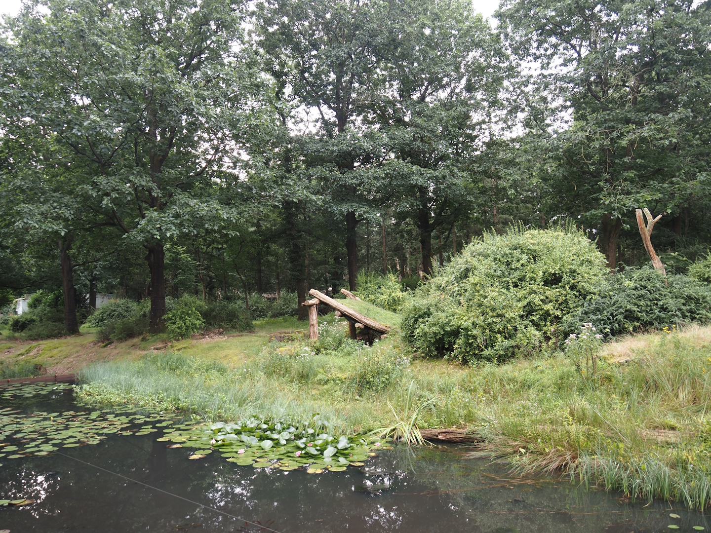 Western lowland gorilla and L'Hoëst's guenon island, 2024-08-18