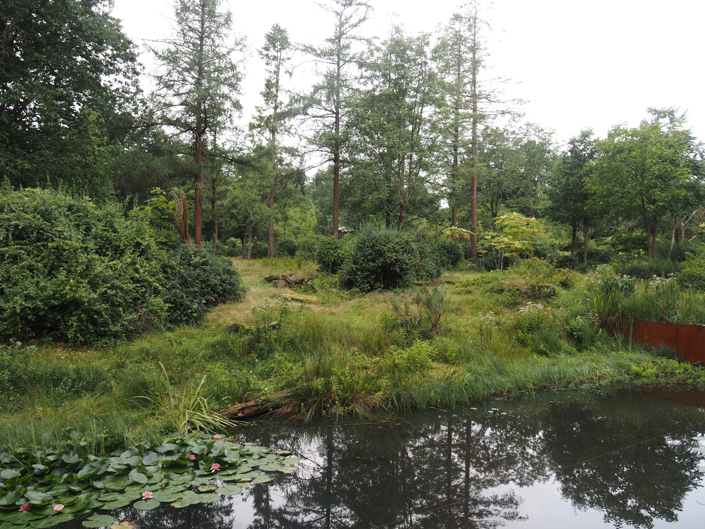 Western lowland gorilla and L'Hoëst's guenon island, 2024-08-18