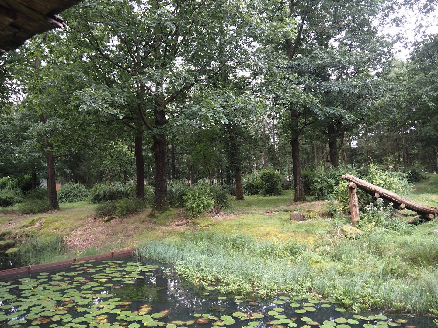 Western lowland gorilla and L'Hoëst's guenon island, 2024-08-18
