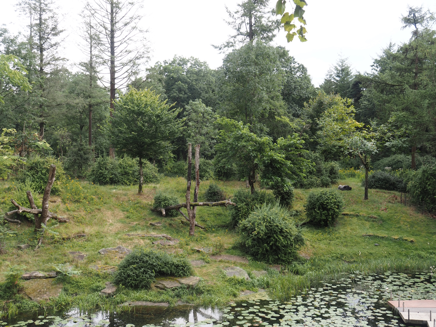 Western lowland gorilla and L'Hoëst's guenon island, 2024-08-18