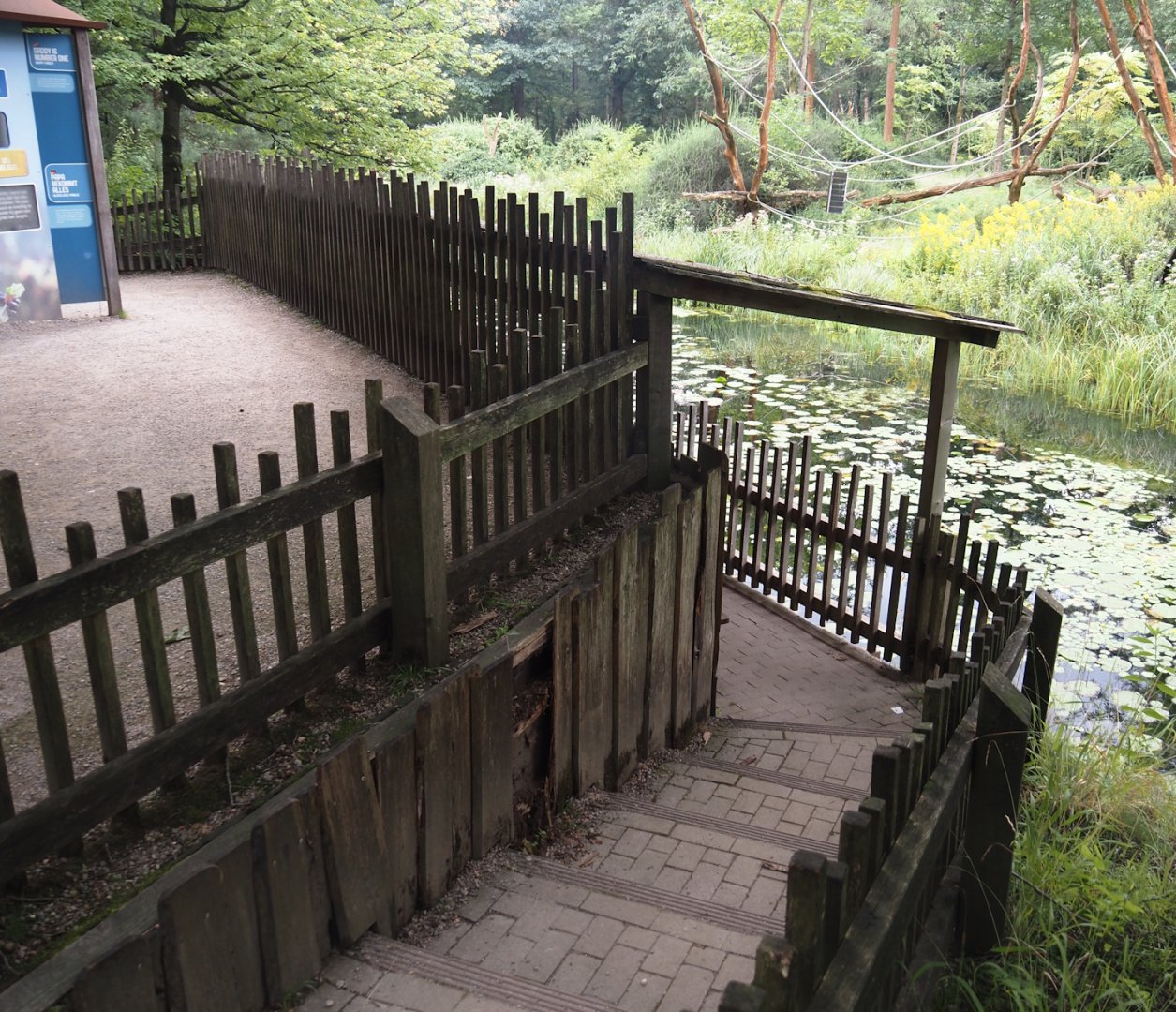 Western lowland gorilla and L'Hoëst's guenon island viewing area, 2024-08-18