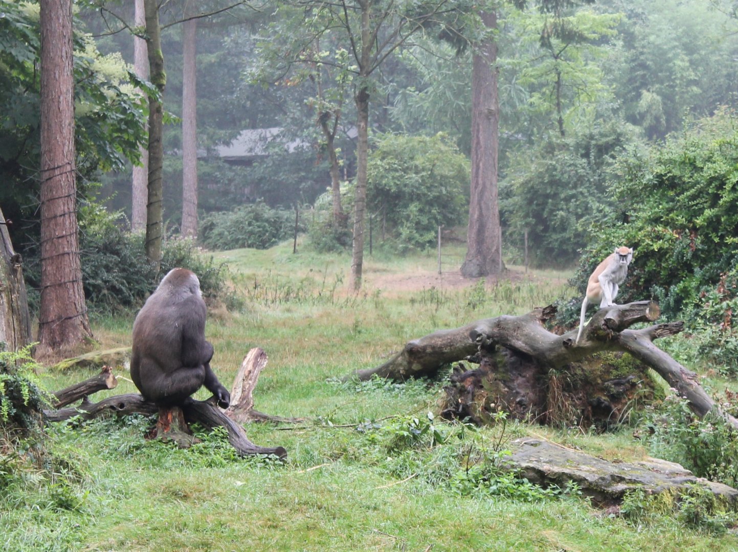 Western lowland gorilla and Patas