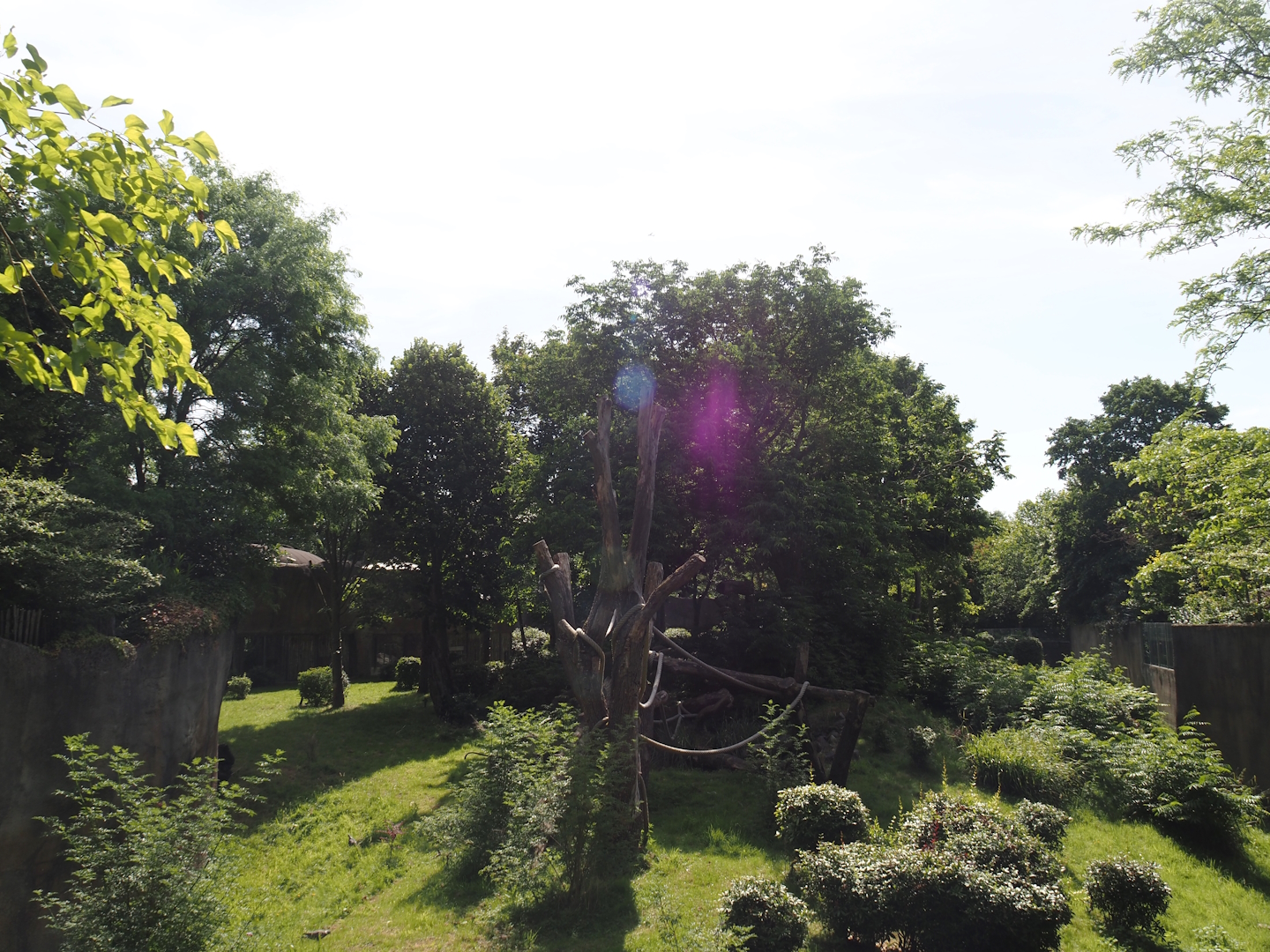 Western lowland gorilla and White-crowned mangabey exhibit, 2024-06-30
