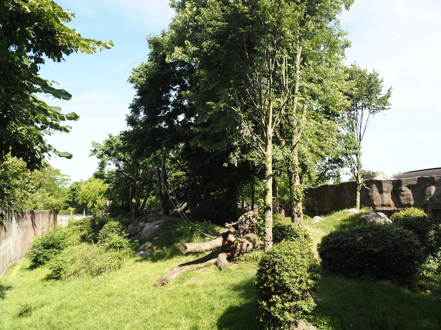 Western lowland gorilla and White-crowned mangabey exhibit, 2024-06-30