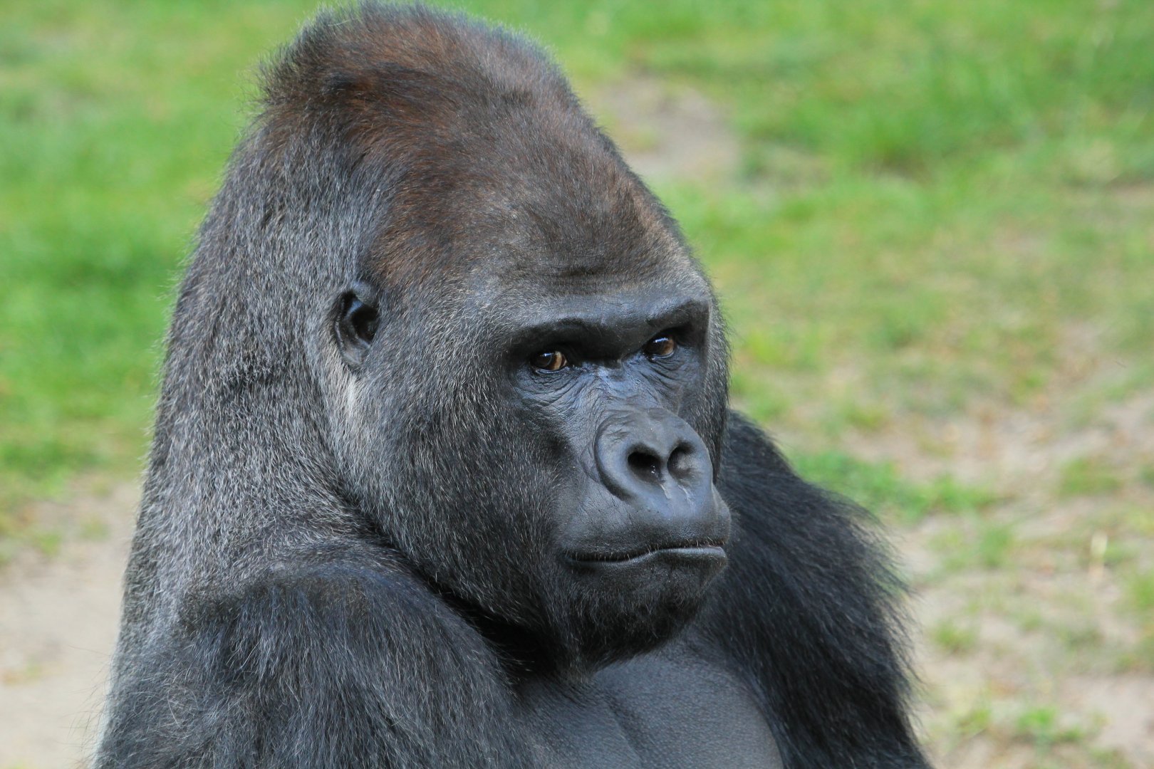 Western Lowland Gorilla (April 2018)