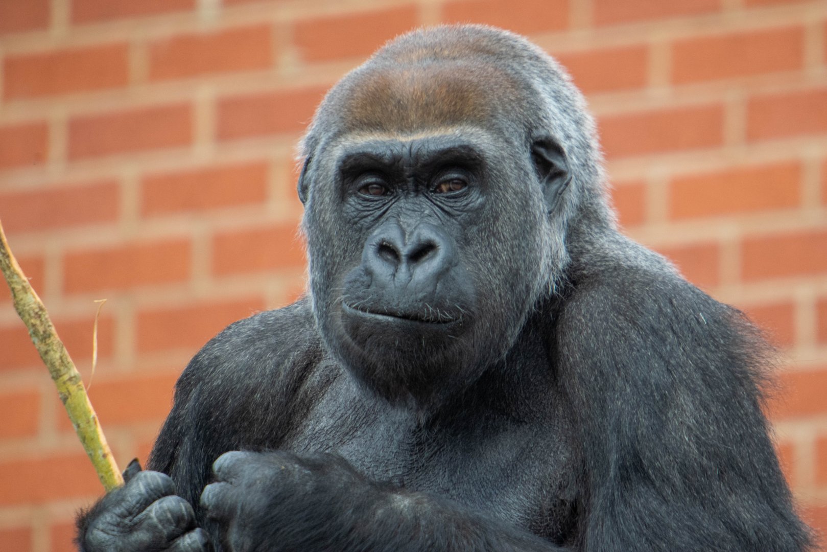 Western Lowland Gorilla - Asante