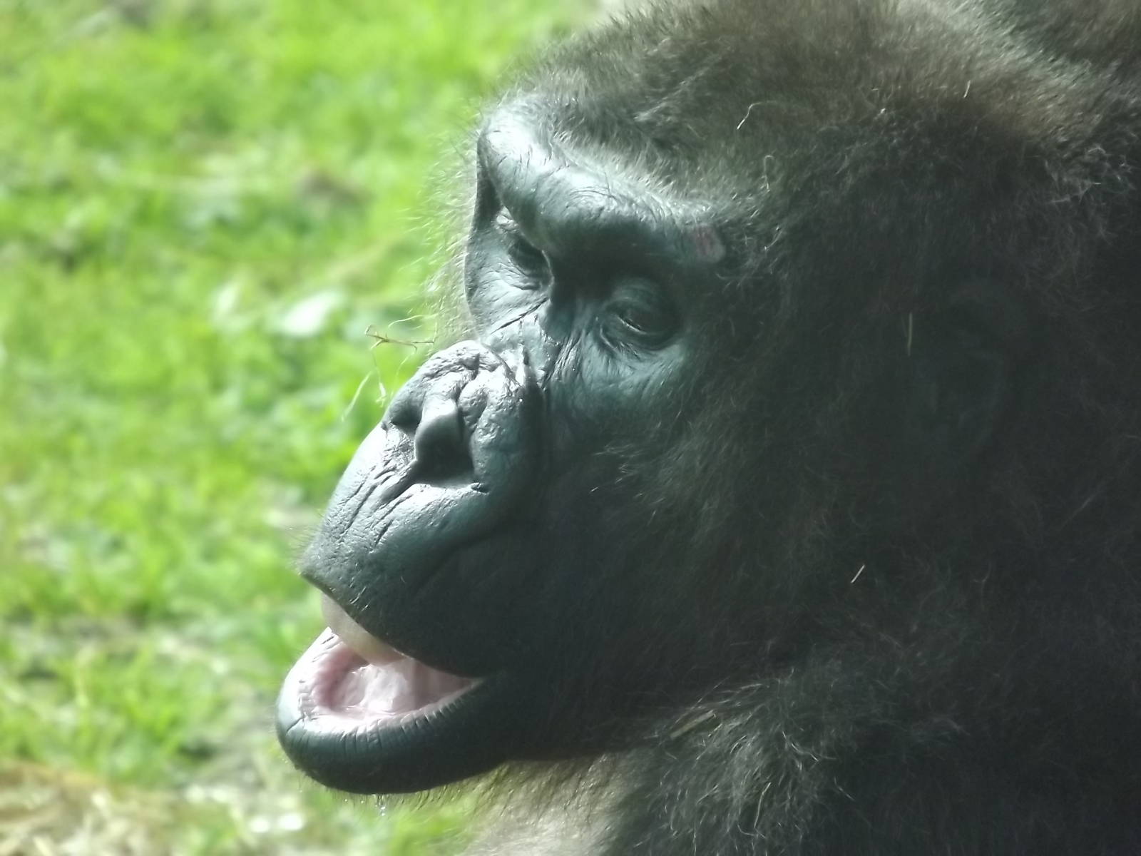 Western Lowland Gorilla at Blackpool Zoo 03/08/12