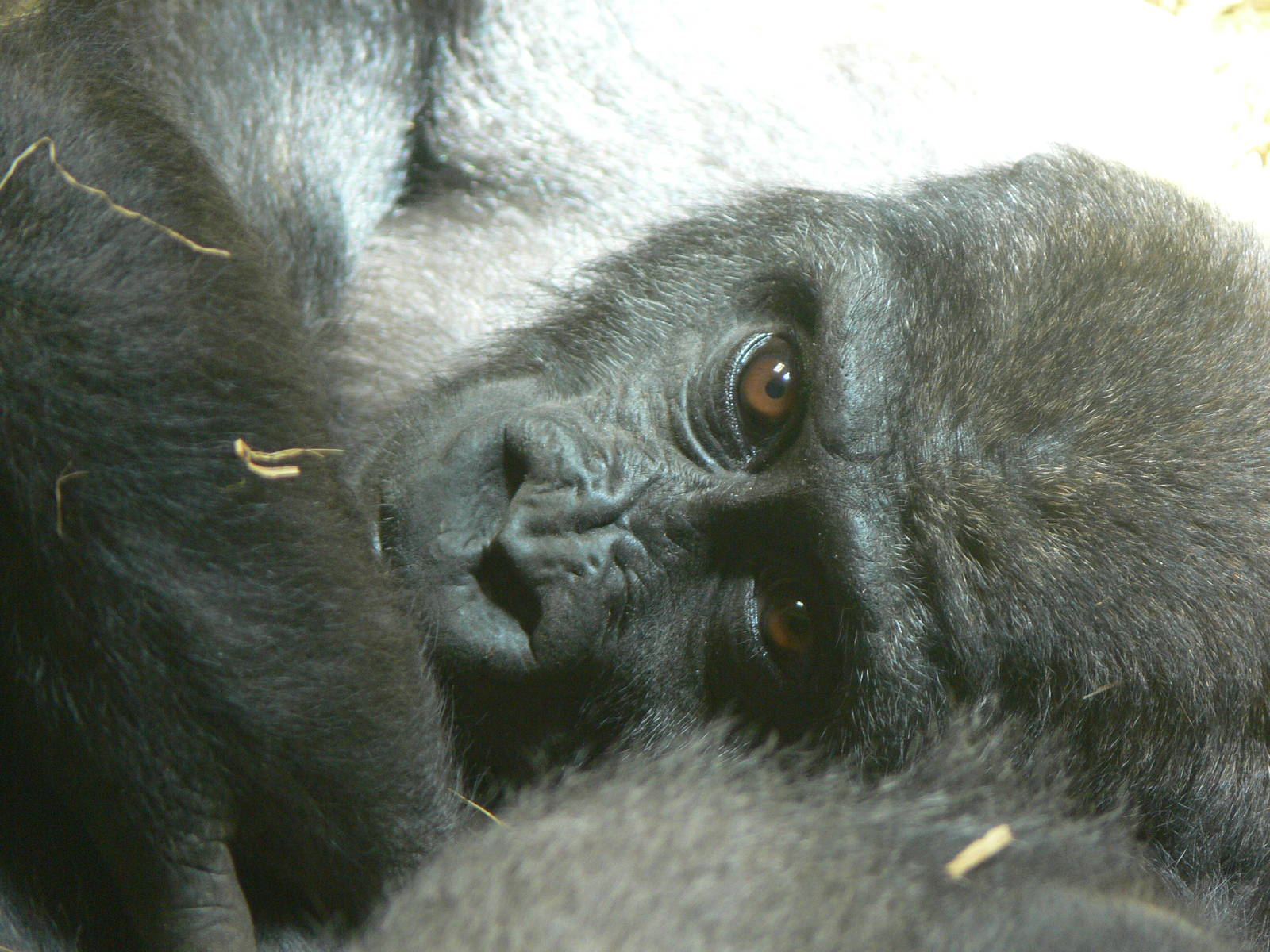 Western Lowland Gorilla at Blackpool Zoo, 26/05/13