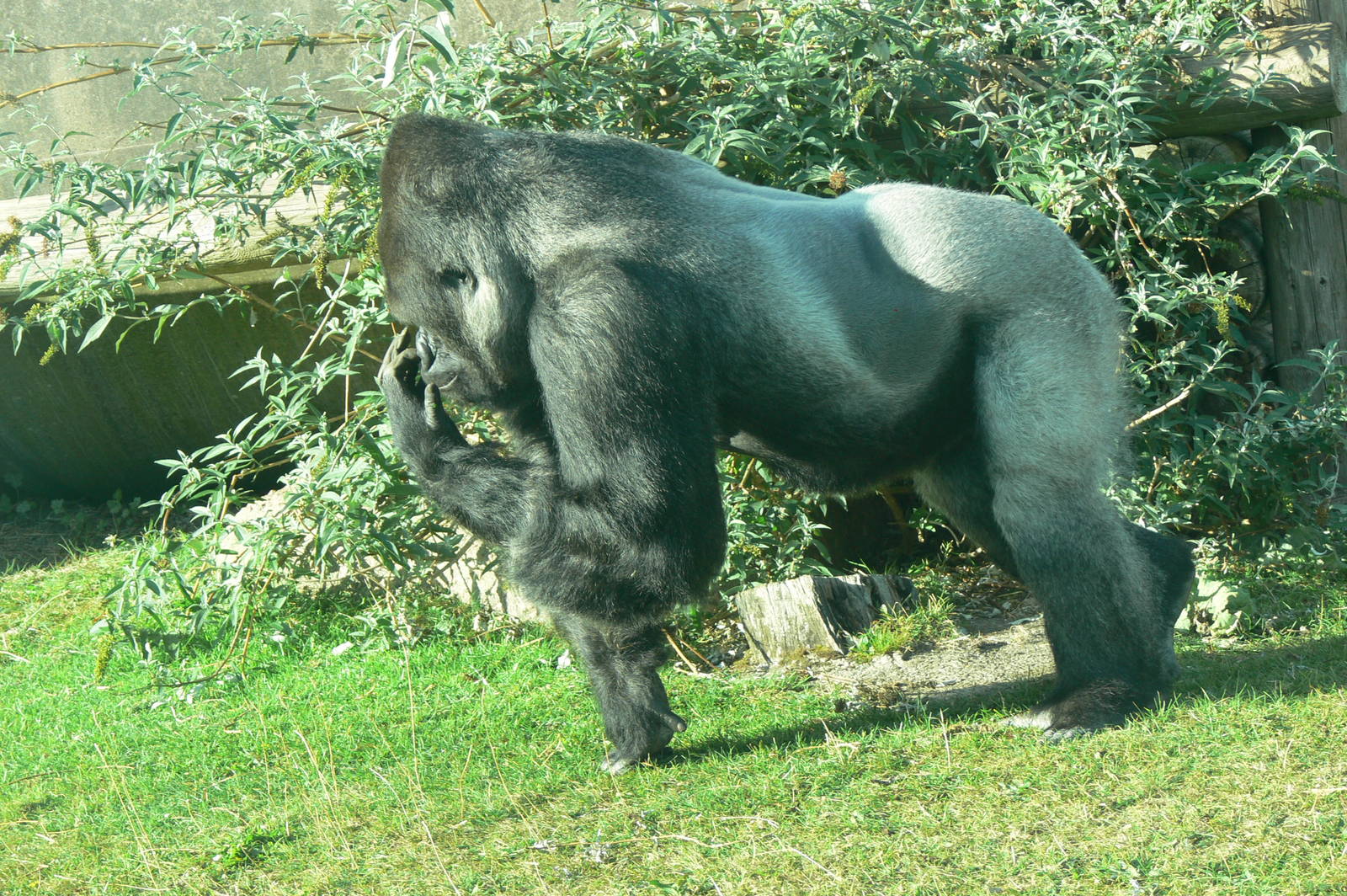 Western Lowland Gorilla at Blackpool Zoo, 27/09/14